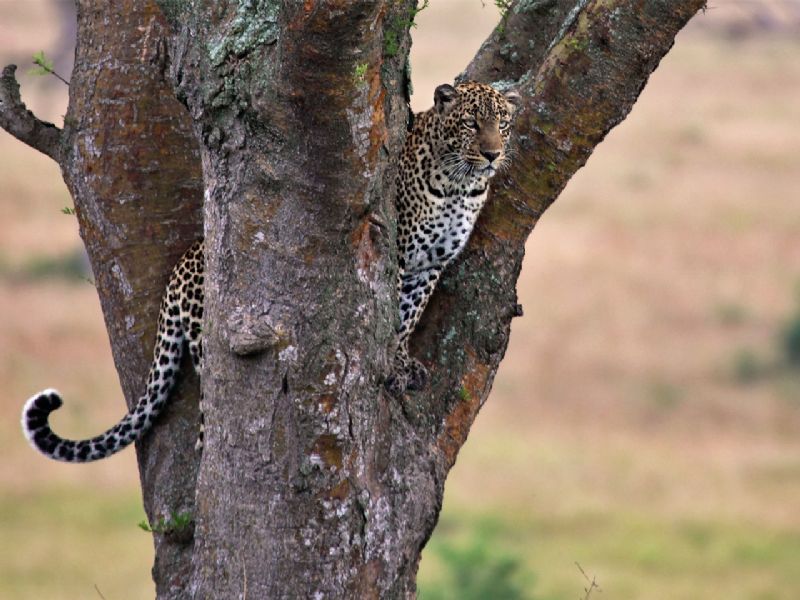 Kazinga Tours and Safaris - Uganda - Rwanda - Tanzania | Uganda