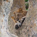 Highlights of Uganda & Rwanda (15 days) Highlights of Uganda & Rwanda (15 days)