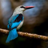 Birding Safari in Arusha National Park (daytour) Birding Safari in Arusha National Park (daytour)