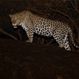 Uganda Northern Circuit including Kidepo Valley (12 days) Uganda Northern Circuit including Kidepo Valley (12 days)
