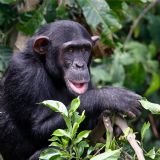 Ngamba Island and Uganda Wildlife Education Centre (daytour)