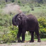 Kenya Maasai Mara and Uganda Bwindi - Fly In (7 days)