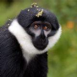 Primates of Rwanda (8 days)