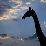 Safari Southern Circuit (7 days) Safari Southern Circuit (7 days)