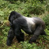 Best of Uganda, Rwanda & Tanzania (18 days) Best of Uganda, Rwanda & Tanzania (18 days)