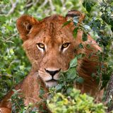 Best of Uganda (20 days) Best of Uganda (20 days)