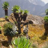 Hiking the Rwenzori (10 days)