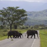 Best of Uganda & Rwanda (21 days)