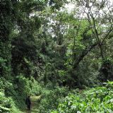 Gorilla Tracking in Bwindi - Fly In (4 days) Gorilla Tracking in Bwindi - Fly In (4 days)