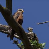 Mabamba Swamp and the Botanical Gardens (daytour) Mabamba Swamp and the Botanical Gardens (daytour)
