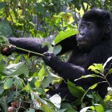 Best of Uganda & Tanzania (17 days) Best of Uganda & Tanzania (17 days)