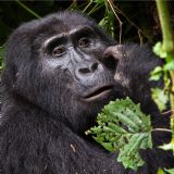 Highlights of Uganda & Rwanda (15 days) Highlights of Uganda & Rwanda (15 days)