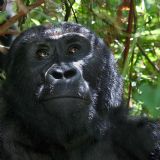 Primates of East Africa (18  days)