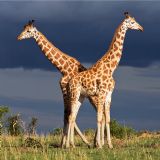 Photo Tour Uganda Photo Tour Uganda