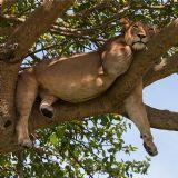Photo Tour Uganda (10 days) Photo Tour Uganda (10 days)