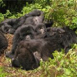 Gorillas in the Mist (3 days)