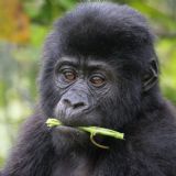 Uganda Complete (25 days) Uganda Complete (25 days)