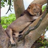 Best of Uganda, Rwanda & Tanzania (18 days) Best of Uganda, Rwanda & Tanzania (18 days)