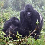 Best of Rwanda & Tanzania (14 days)