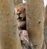 Best of Uganda & Rwanda (21 days) Best of Uganda & Rwanda (21 days)
