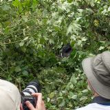 Gorilla Tracking in Bwindi (4 days)