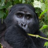 Gorilla Tracking in Bwindi - Fly In (4 days) Gorilla Tracking in Bwindi - Fly In (4 days)