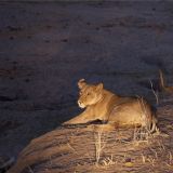 Safari Southern Circuit (6 days) Safari Southern Circuit (6 days)