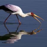 Birding Safari in Arusha National Park (daytour) Birding Safari in Arusha National Park (daytour)
