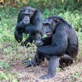 Ngamba Island and Uganda Wildlife Education Centre (daytour)