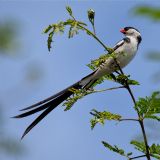 Birding in and around Kampala (daytour)